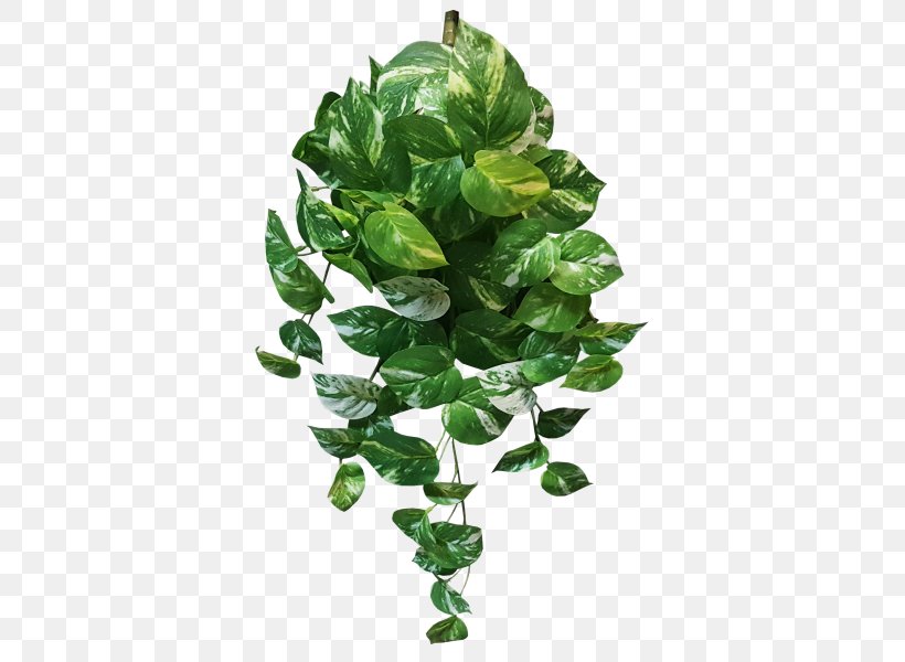Devil's Ivy Plant Variegation Vine Leaf, PNG, 800x600px, Plant, Agave, Branch, Epipremnum, Flower Download Free