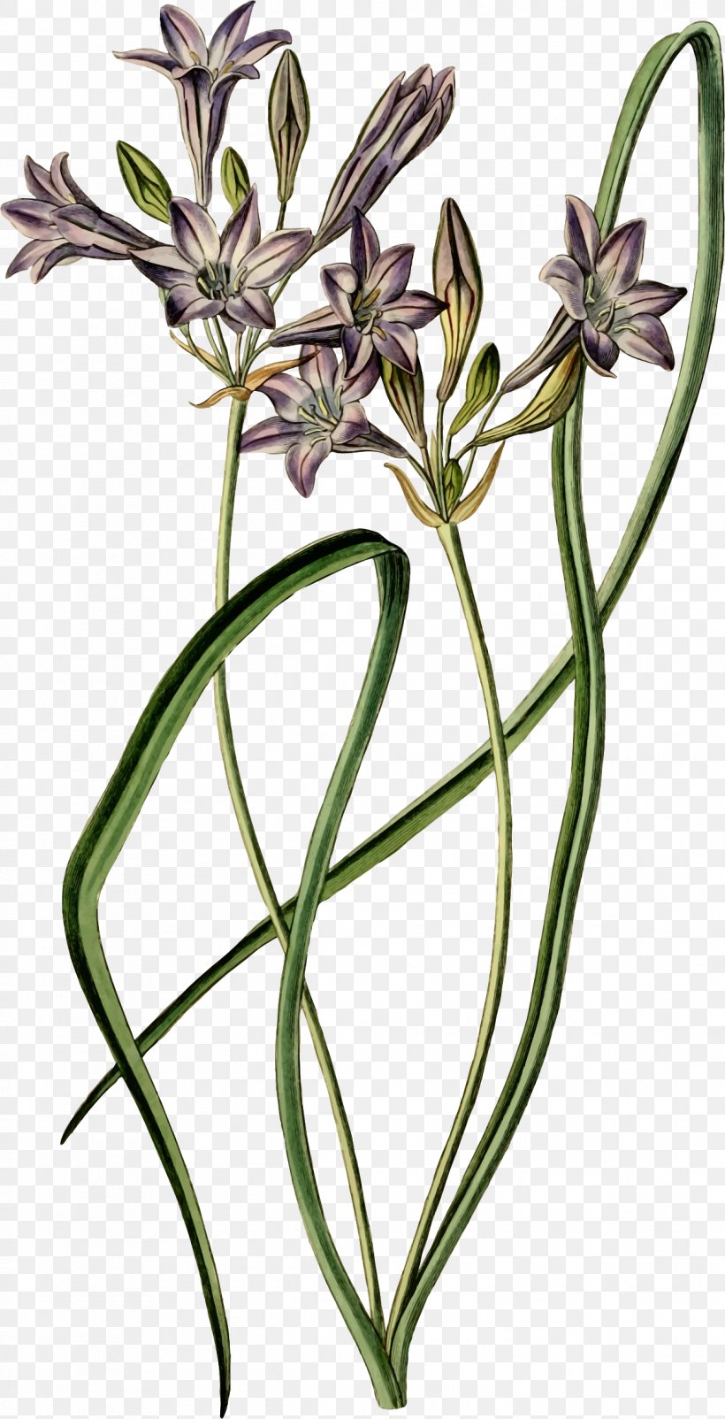 Flower Botany Floral Design Naver Blog, PNG, 1215x2377px, Flower, Blog, Botany, Drawing, Flora Download Free