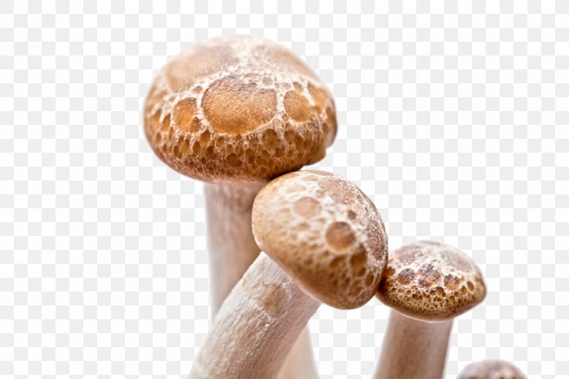 Shiitake Fungus Mushroom, PNG, 900x600px, Shiitake, Bamboo, Edible Mushroom, Food, Fungus Download Free