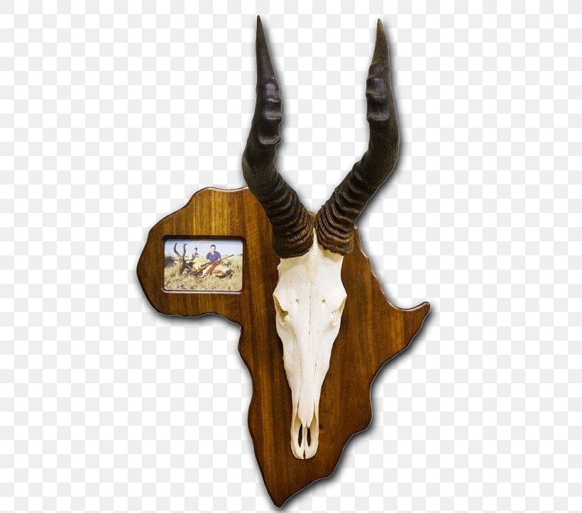 Trophy Hunting Taxidermy Skull Mounts Horn, PNG, 482x723px, Trophy Hunting, Antelope, Antler, Blesbok, Bone Download Free