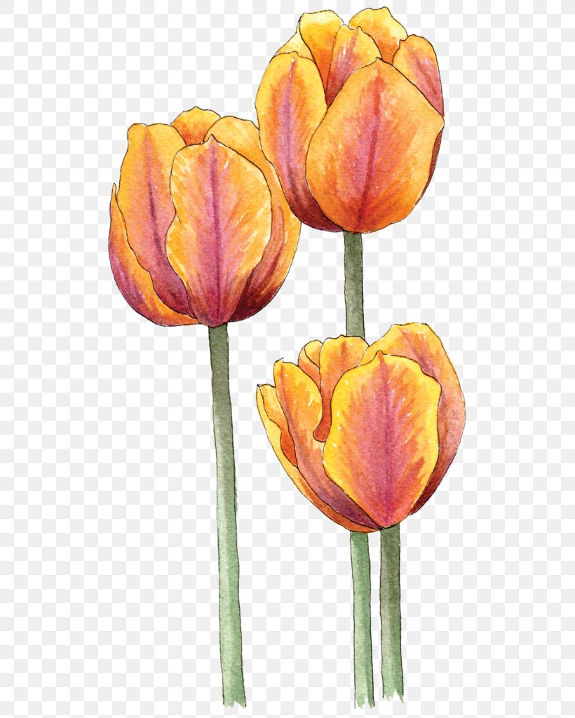 Tulip Illustration Bulb Image, PNG, 534x1024px, Tulip, Botany, Bud, Bulb, Cut Flowers Download Free