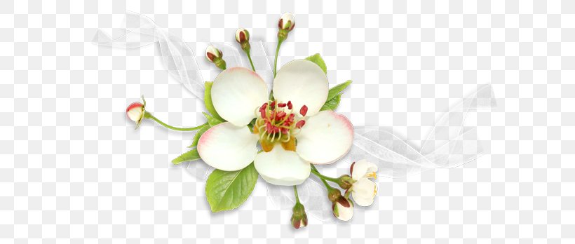 1080p High-definition Television Flower Wallpaper, PNG, 600x348px, Highdefinition Television, Aspect Ratio, Blossom, Branch, Cut Flowers Download Free