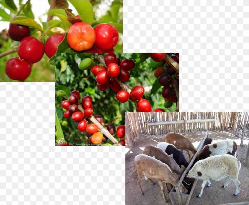 Barbados Cherry Tropical Fruit Ascorbic Acid, PNG, 1174x966px, Barbados Cherry, Ascorbic Acid, Auglis, Avocado, Berry Download Free