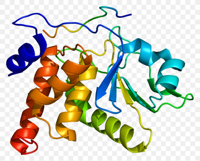DUSP3 Gene DUSP4 Protein Phosphatase, PNG, 828x668px, Gene, Area, Artwork, Brca1, Dualspecificity Phosphatase Download Free