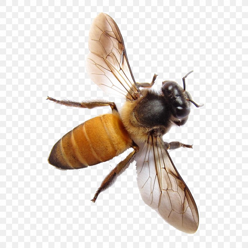 European Dark Bee Apis Dorsata Insect Apis Florea, PNG, 1024x1024px, European Dark Bee, Apis Dorsata, Apis Florea, Arthropod, Bee Download Free
