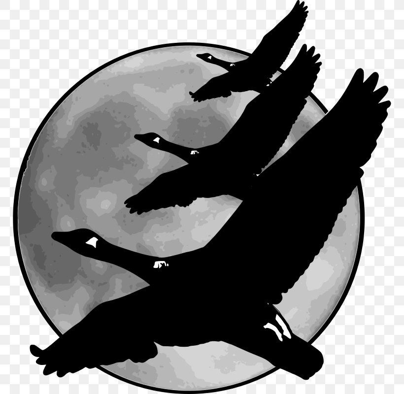 Goose Bird Moon V Formation Clip Art, PNG, 800x800px, Goose, Beak, Bird, Black And White, Canada Goose Download Free