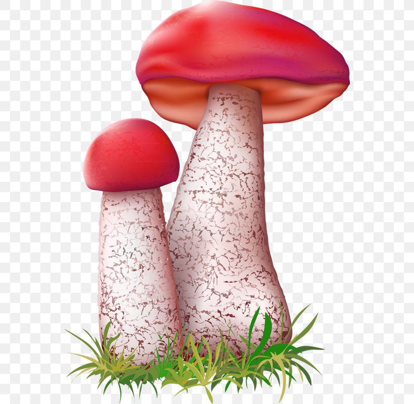 Leccinum Aurantiacum Mushroom Fungus Illustration, PNG, 566x800px, Leccinum Aurantiacum, Art, Basidiomycota, Common Mushroom, Fungus Download Free