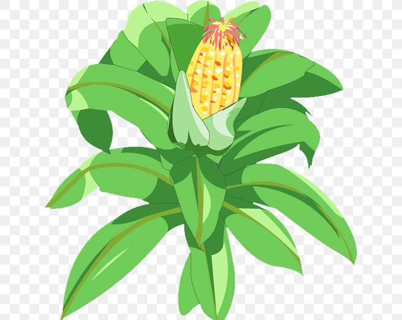 Maize Pineapple, PNG, 639x653px, Maize, Commodity, Corn Kernel, Corn Starch, Drawing Download Free