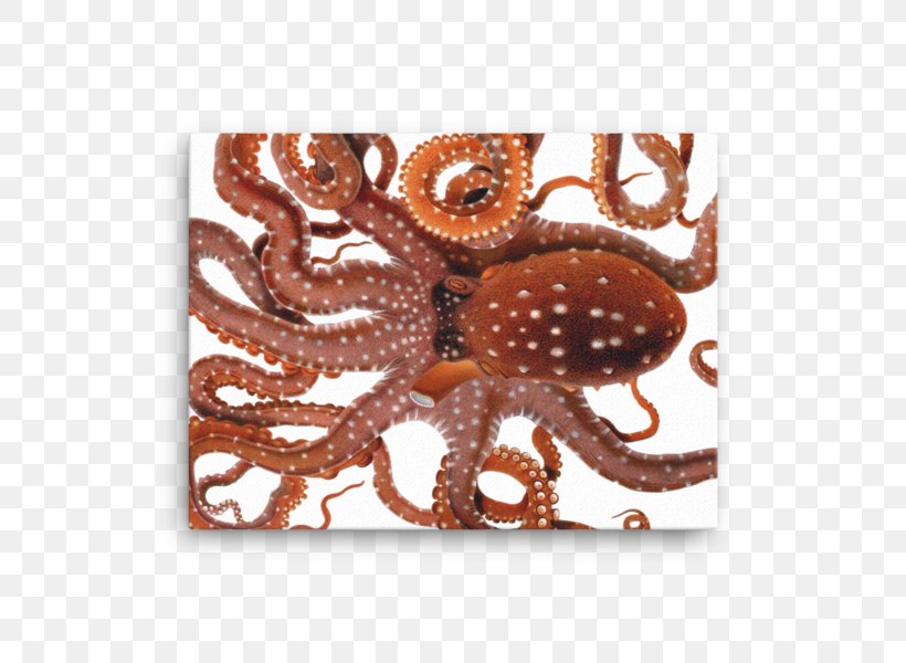 Octopus, Cuttlefish & Squid Cephalopod Octopus, Cuttlefish & Squid, PNG, 600x600px, Octopus, Animal, Botanical Illustration, Cephalopod, Cuttlefish Download Free