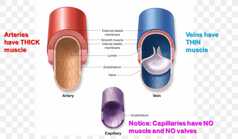 Capillary Pulmonary Artery Vein Function Png 1409x5px Capillary Anatomy Artery Blood Blood Vessel Download Free