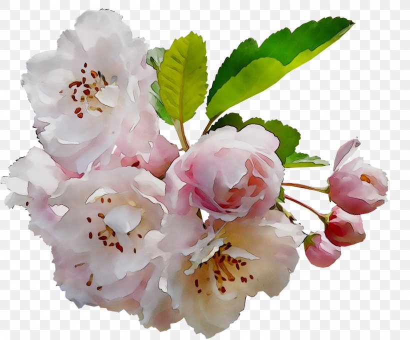 Cherry Blossom ST.AU.150 MIN.V.UNC.NR AD Flowering Plant Cherries, PNG, 1510x1254px, Blossom, Branch, Cherries, Cherry Blossom, Cut Flowers Download Free