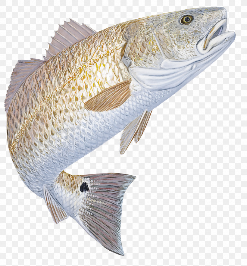 Fish Fish Bass Cod, PNG, 1901x2048px, Fish, Bass, Cod Download Free