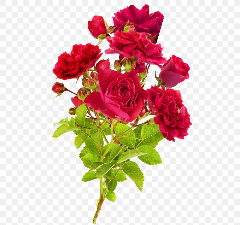 Garden Roses Cut Flowers Cabbage Rose Suvelilled, PNG, 527x768px, Garden Roses, Annual Plant, Artificial Flower, Blog, Cabbage Rose Download Free