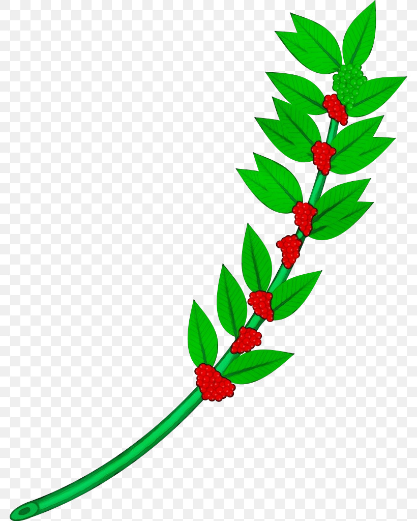 Holly, PNG, 783x1024px, Watercolor, Branch, Flower, Holly, Leaf Download Free