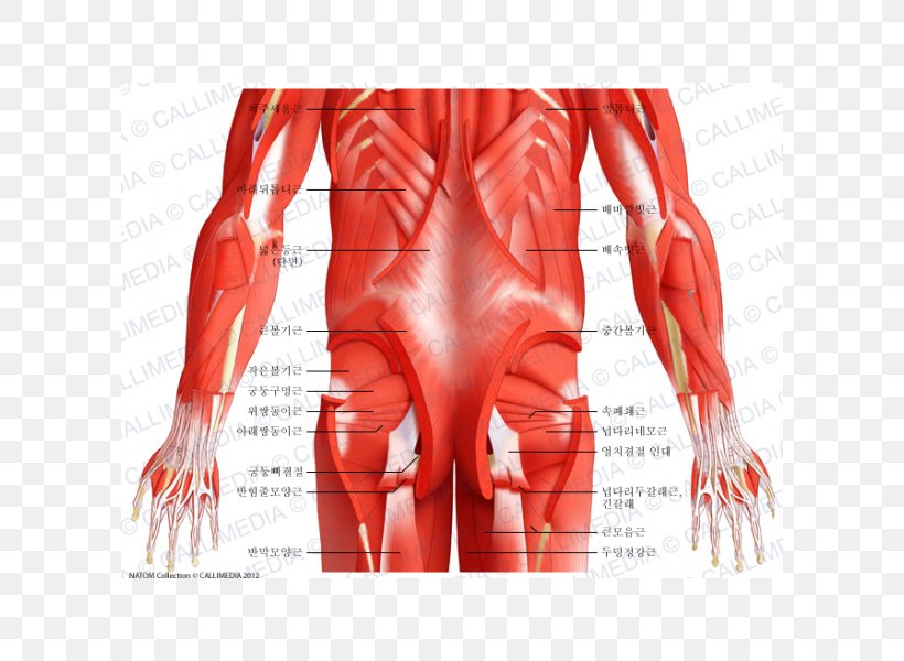 Abdomen Muscle Pelvis Anatomy Human Body, PNG, 600x600px, Watercolor, Cartoon, Flower, Frame, Heart Download Free