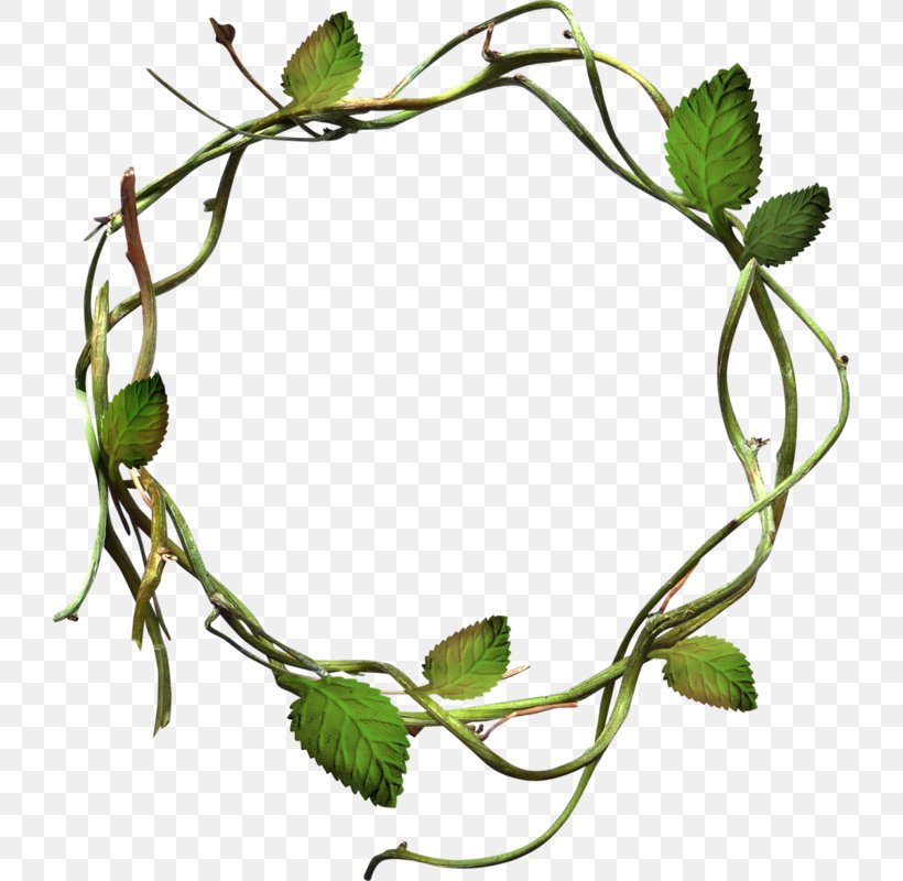 Clip Art, PNG, 724x800px, Photography, Branch, Leaf, Plant, Plant Stem Download Free