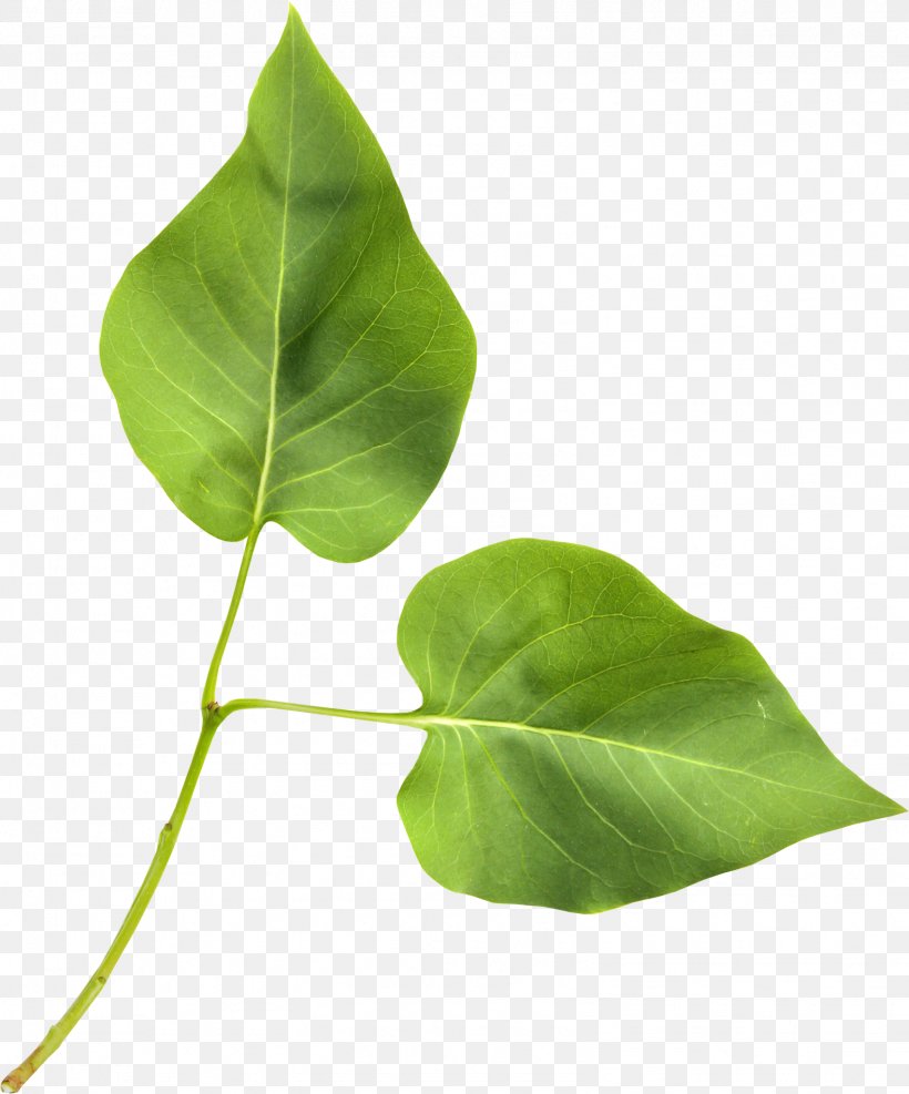 Leaf Plant Stem Blog Clip Art, PNG, 1577x1900px, Leaf, Alismatales, Blog, Green, Lettering Download Free