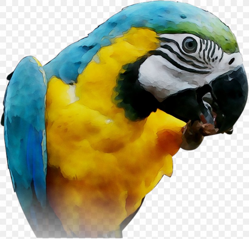 Macaw Parakeet Feather Pet Beak, PNG, 1115x1071px, Macaw, Beak, Bird, Budgie, Fauna Download Free