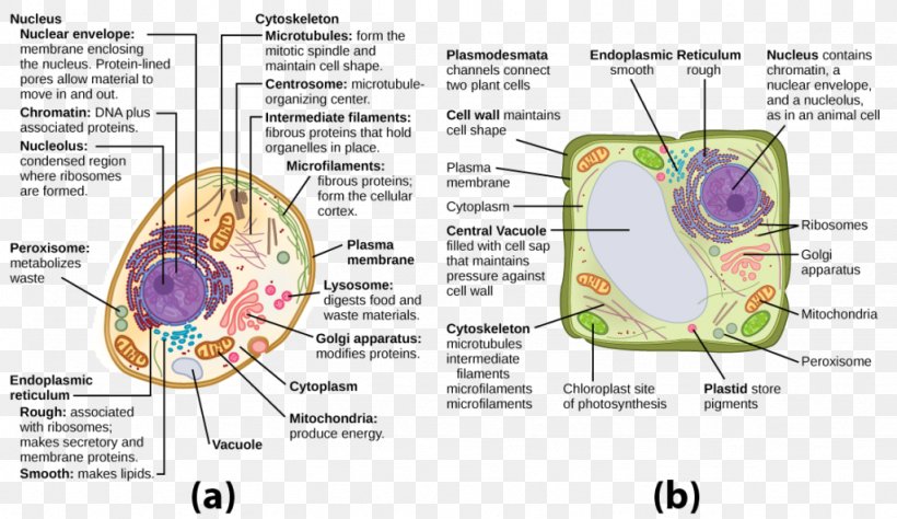 Plant Cell Cèl·lula Animal Vacuole Organelle, PNG, 1024x592px, Watercolor, Cartoon, Flower, Frame, Heart Download Free