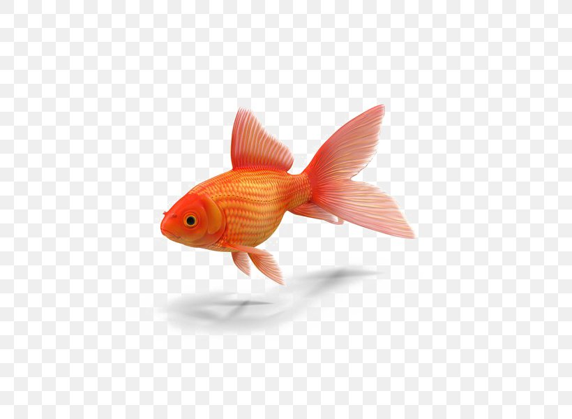 Common Goldfish Colors In German Brian Wildsmith's Animals To Count Book Am I Small?, PNG, 600x600px, Common Goldfish, Bonyfish, Book, Childrens Literature, Cyprinidae Download Free