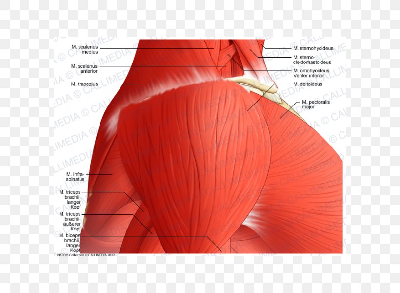 Deltoid Muscle Shoulder Vein Supraclavicular Nerves, PNG, 600x600px, Watercolor, Cartoon, Flower, Frame, Heart Download Free