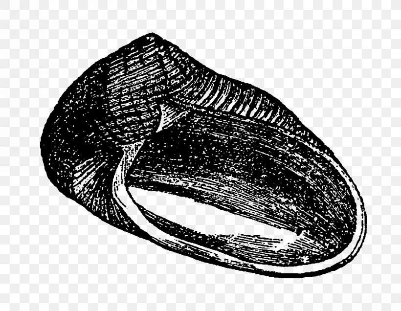 Digital Stamp Mussel Seashell, PNG, 1200x931px, Digital Stamp, Animal, Black And White, Laundry, Laundry Room Download Free