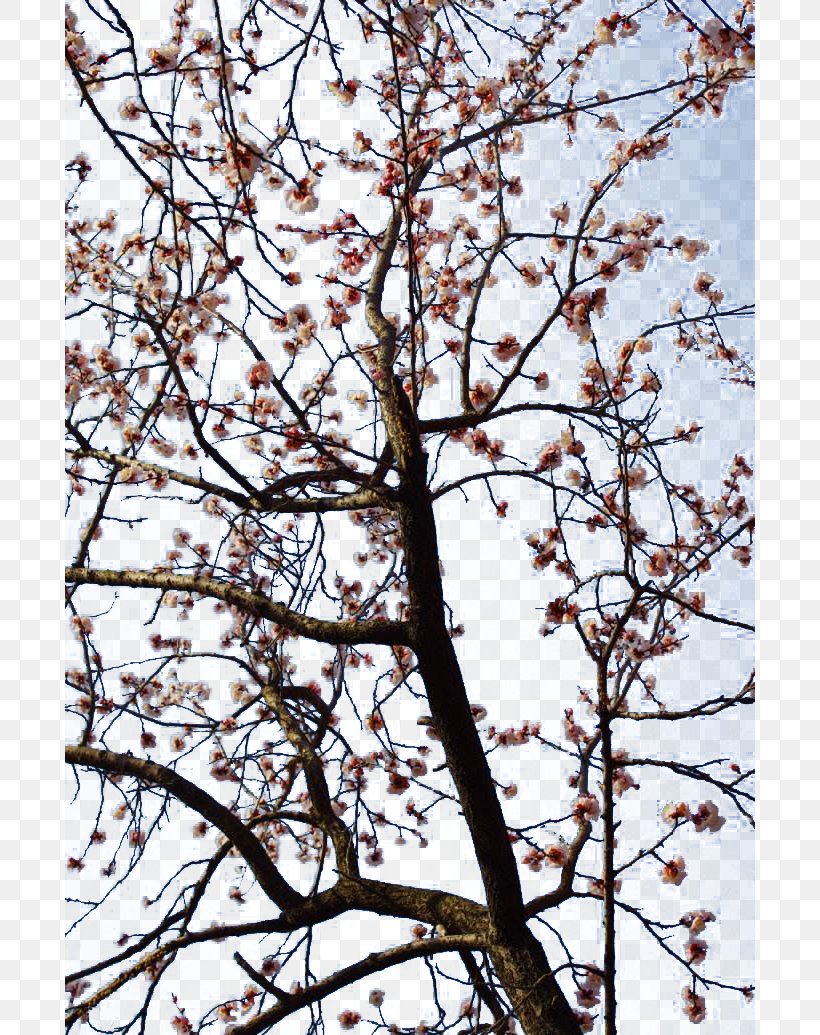 Flower Plum Apricot Blossom, PNG, 690x1035px, Flower, Apricot, Blossom, Branch, Bud Download Free