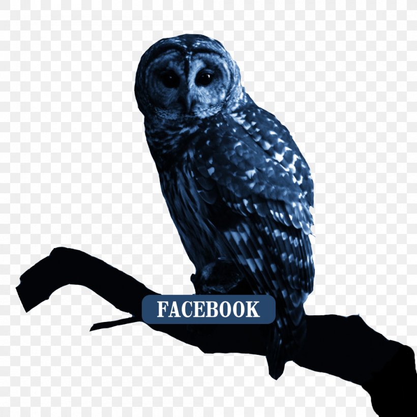 Snowy Owl Bird Desktop Wallpaper Apple IPhone 7 Plus, PNG, 1000x1000px, 4k Resolution, Owl, Animal, Apple Iphone 7 Plus, Barn Owl Download Free