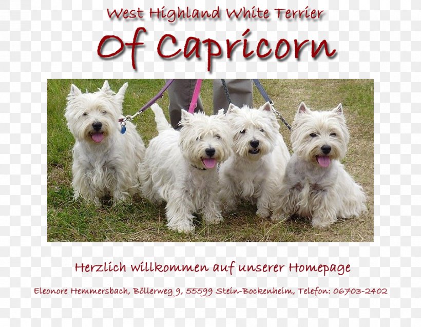 West Highland White Terrier Maltese Dog Dog Breed Companion Dog, PNG, 900x700px, West Highland White Terrier, Breed, Capricorn, Carnivoran, Companion Dog Download Free