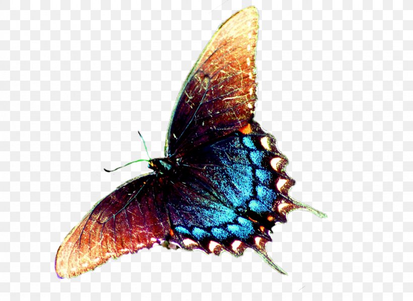Butterfly Nymphalidae Animation, PNG, 1024x746px, Butterfly, Animation, Arthropod, Brush Footed Butterfly, Butterflies And Moths Download Free