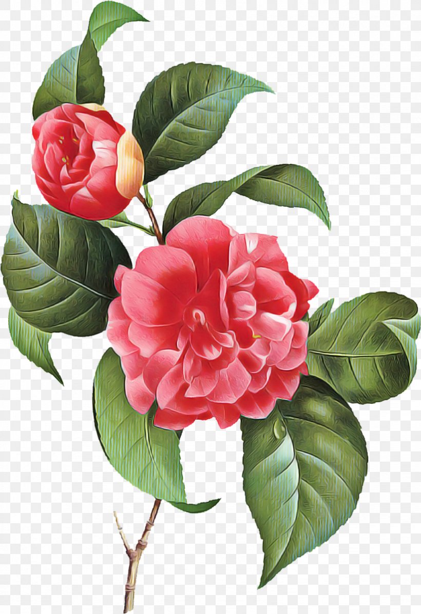 Pink Flower Cartoon Png 822x1200px Japanese Camellia Alamy Bildtafel Camellia Chinese Peony Download Free