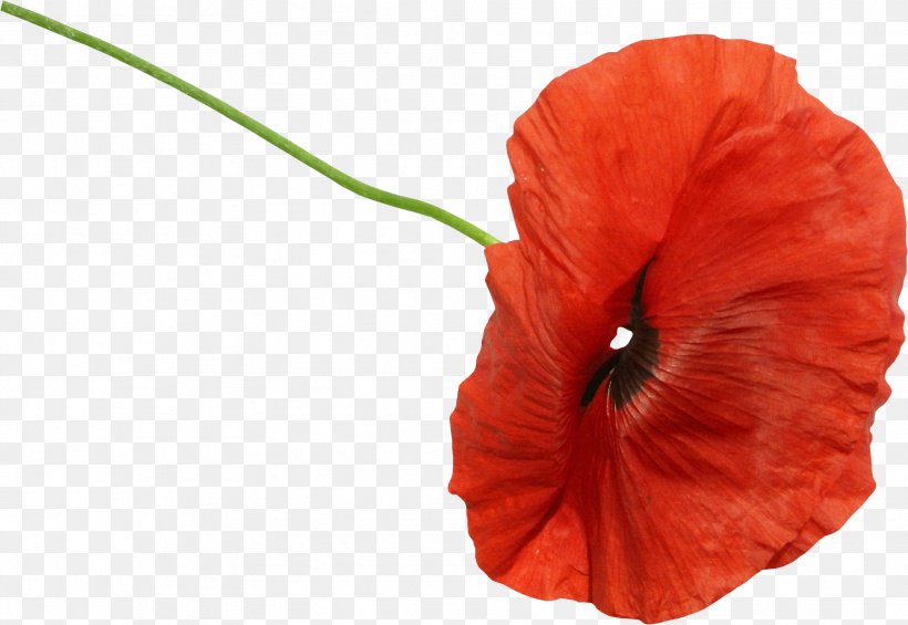 Common Poppy Flower Clip Art, PNG, 1878x1296px, Poppy, Animation, Cartoon, Common Poppy, Coquelicot Download Free