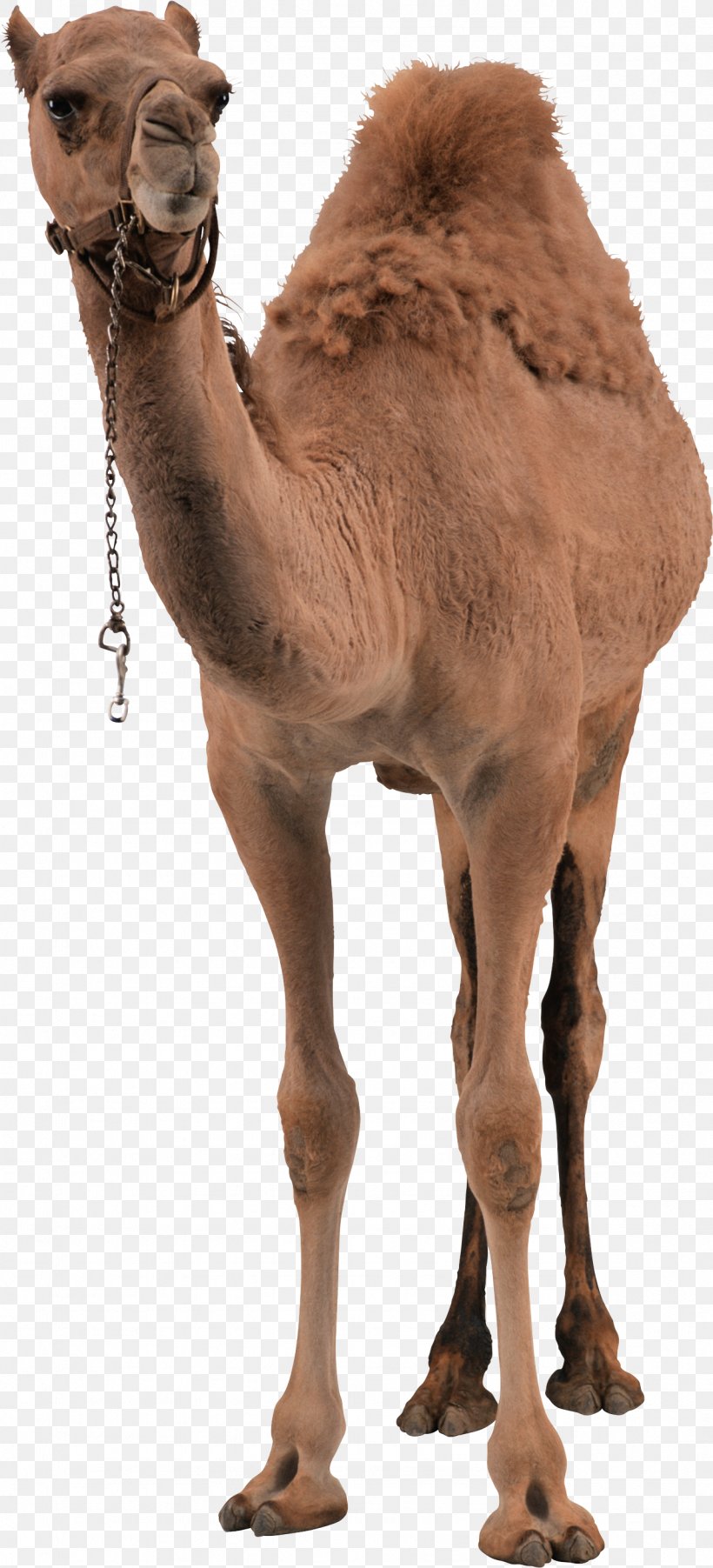 Dromedary Bactrian Camel, PNG, 1283x2822px, Dromedary, Arabian Camel, Bactrian Camel, Camel, Camel Like Mammal Download Free
