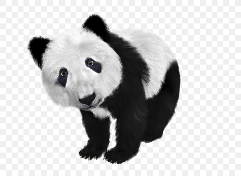 Giant Panda Red Panda Koala, PNG, 800x600px, Giant Panda, Bear, Black And White, Carnivoran, Cuteness Download Free