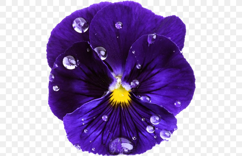 Pansy Violet Purple Color Blue, PNG, 508x530px, Pansy, Blue, Cobalt Blue, Color, Flower Download Free