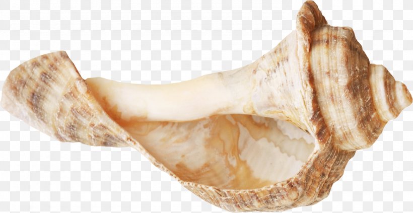 Seashell Conch Sea Snail, PNG, 1488x768px, Seashell, Advertising, Animal Source Foods, Auglis, Conch Download Free