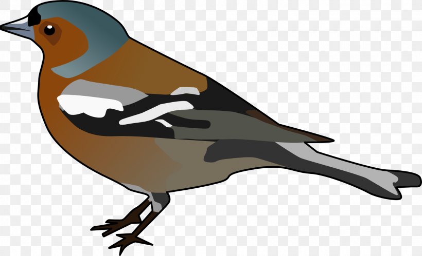 Common Chaffinch Bird Clip Art, PNG, 1920x1169px, Finch, Beak, Bird, Common Chaffinch, European Goldfinch Download Free