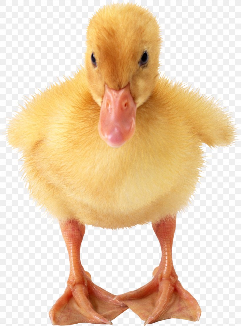 Duck American Pekin Goose, PNG, 1622x2192px, American Pekin, Baby Ducks, Beak, Bird, Duck Download Free