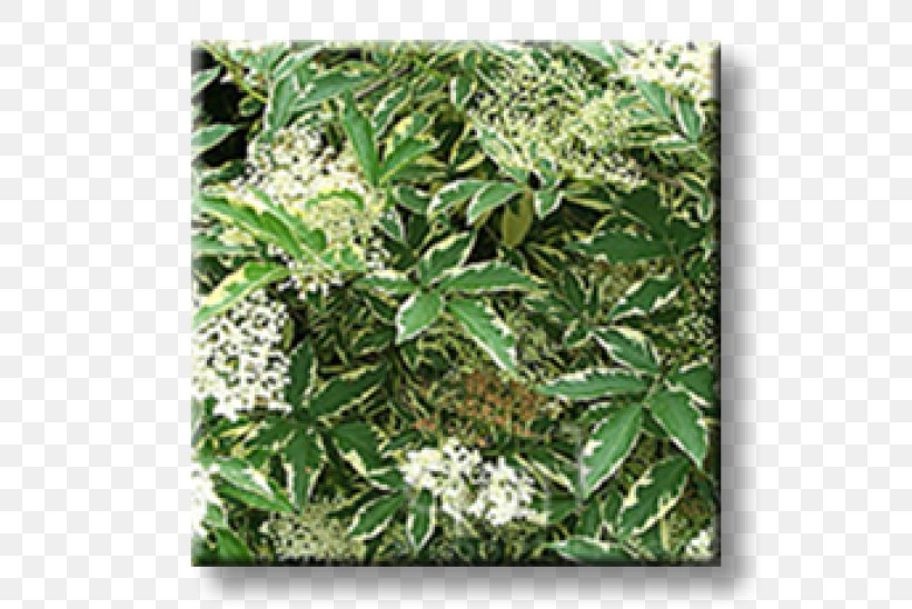 Elder Leaf Shrub Hedge Weigela, PNG, 600x548px, Elder, Clary, Common Sage, Currant, Dogwood Download Free
