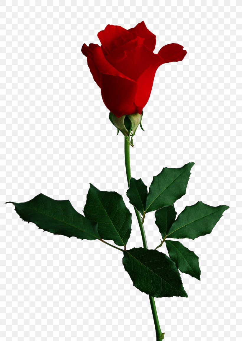 Rose Desktop Wallpaper Flower, PNG, 1136x1600px, Rose, Artificial Flower, Bud, China Rose, Clipping Path Download Free