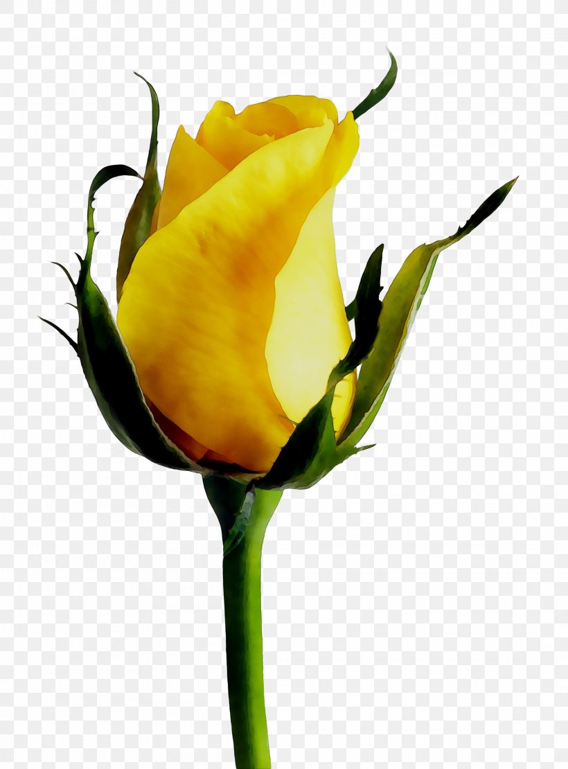 Rose Yellow Stock.xchng Mercer Island Florist Floristry, PNG, 2125x2878px, Rose, Austrian Briar, Blue, Botany, Bud Download Free