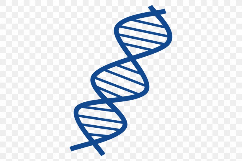 Shareware Treasure Chest: Clip Art Collection DNA Nucleic Acid Double Helix, PNG, 1200x800px, Dna, Dna Replication, Genetics, Nucleic Acid, Nucleic Acid Double Helix Download Free