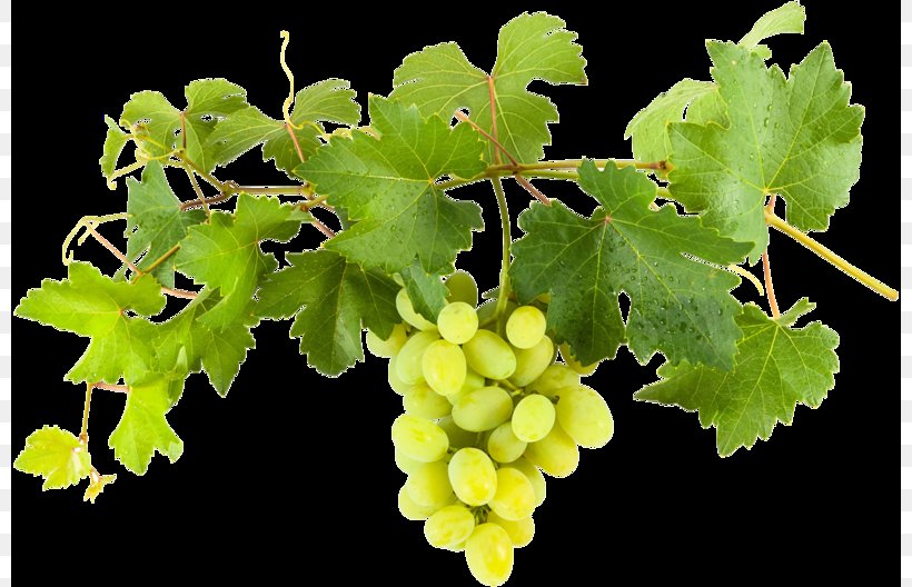 Sultana Common Grape Vine WeinvillaVollmayer Wine, PNG, 800x528px, Sultana, Common Grape Vine, Food, Fruit, Fruit Wine Download Free
