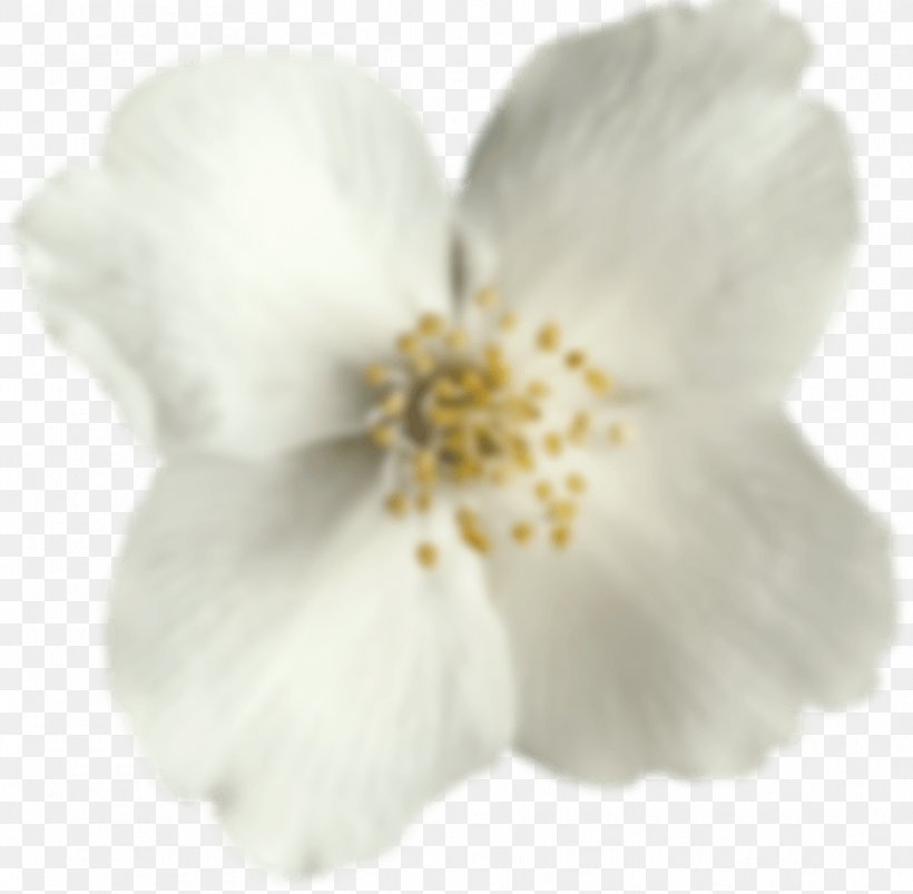 Cherry Blossom ST.AU.150 MIN.V.UNC.NR AD, PNG, 936x917px, Cherry Blossom, Blossom, Cherry, Flower, Flowering Plant Download Free