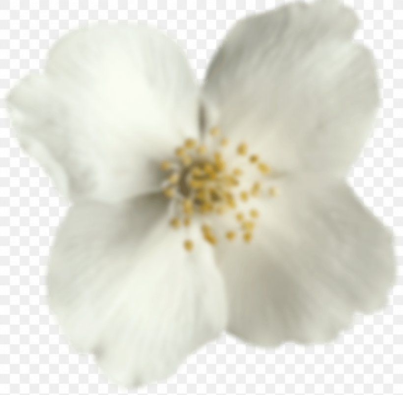Cherry Blossom - Cherry Blossom ST.AU.150 MIN.V.UNC.NR AD PNG