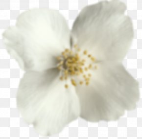Cherry Blossom - Cherry Blossom ST.AU.150 MIN.V.UNC.NR AD PNG