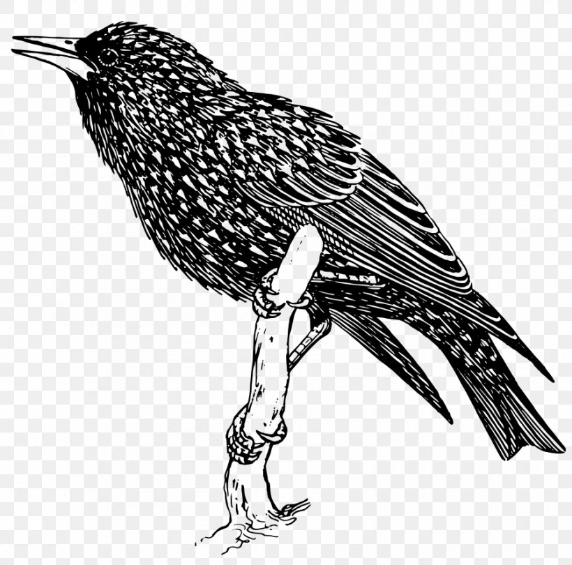 Common Starling Bird Clip Art, PNG, 900x890px, Common Starling, Art, Beak, Bird, Black And White Download Free