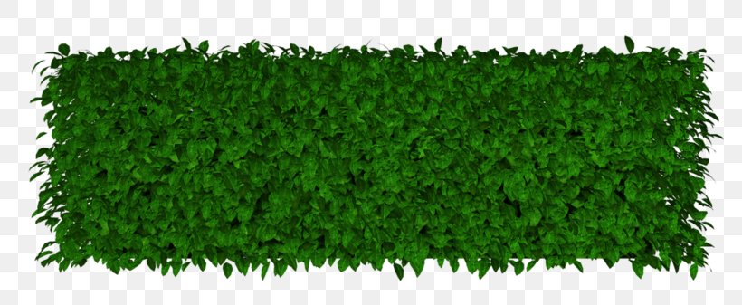 Lawn Artificial Turf Garden Hedge, PNG, 800x337px, Lawn, Artificial Turf, Biome, Evergreen, Fence Download Free