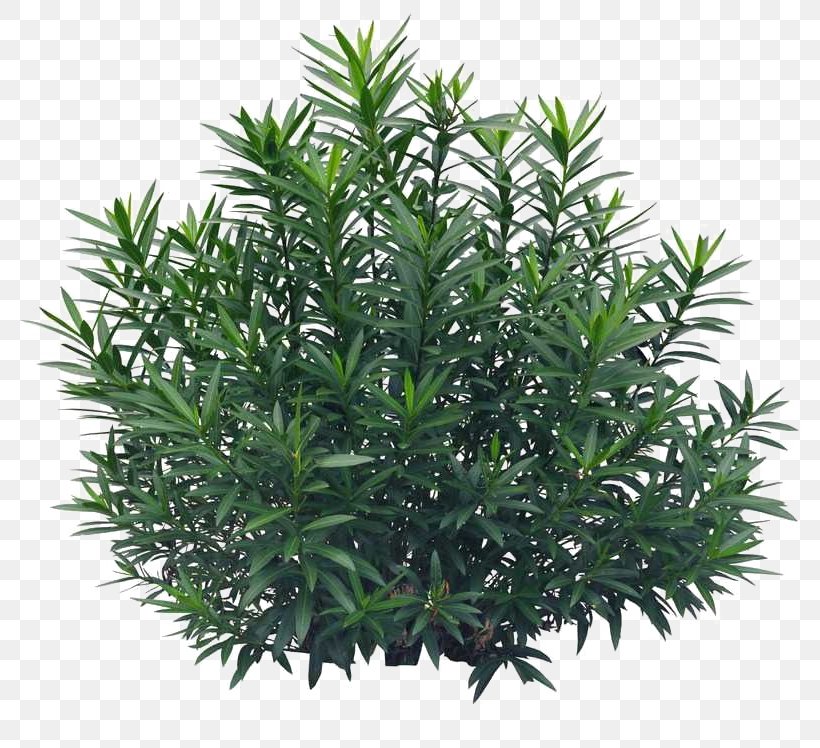 Lush Grass, PNG, 800x748px, Plant, Coreldraw, Evergreen, Flowerpot, Grass Download Free