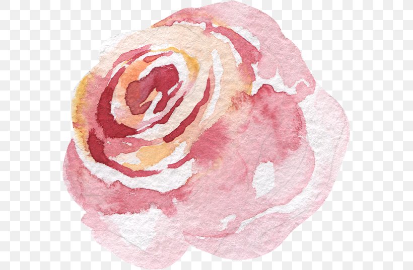 Rose Petal Rose Family, PNG, 573x537px, Watercolor Painting, Editing, Flower, Petal, Pink Download Free